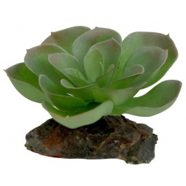 LUCKY REPTILE Декоративное растение для террариумов "Echeveria"