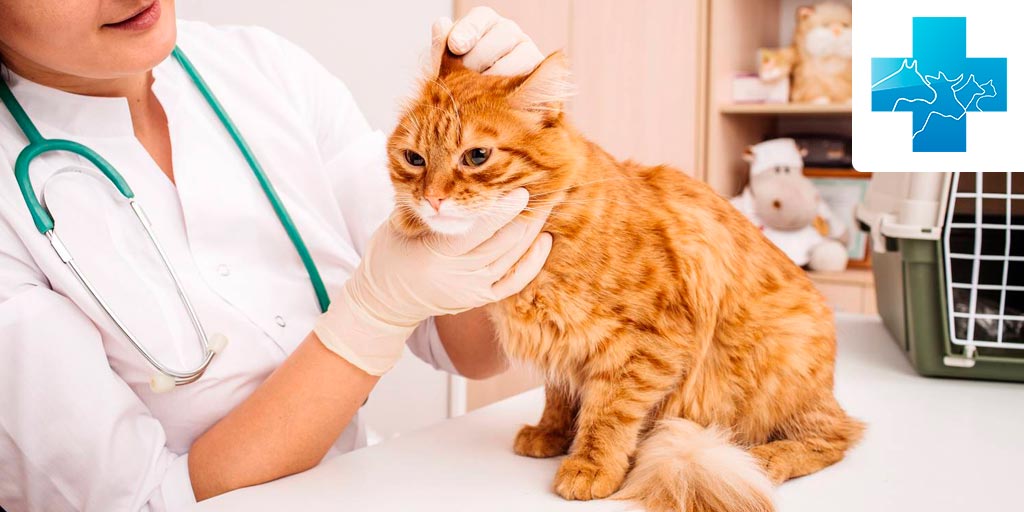 Аллергия у кошек: причины, симптомы и лечение - Кошки обзор на Gomeovet