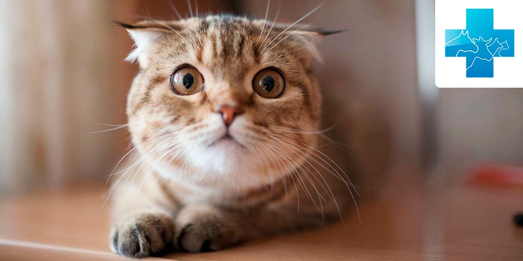 Чего боятся кошки и коты - Кошки обзор на Gomeovet