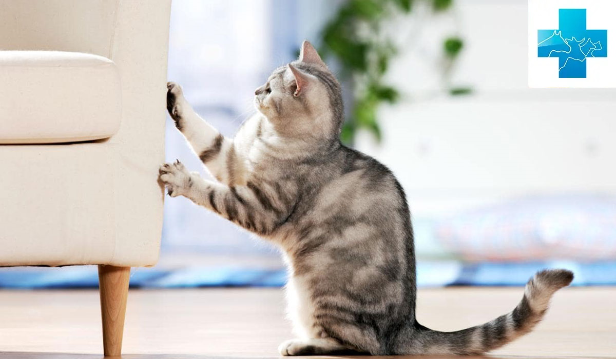 Как избавиться от кошачьей мочи: методы отучить кота гадить - Кошки обзор  на Gomeovet