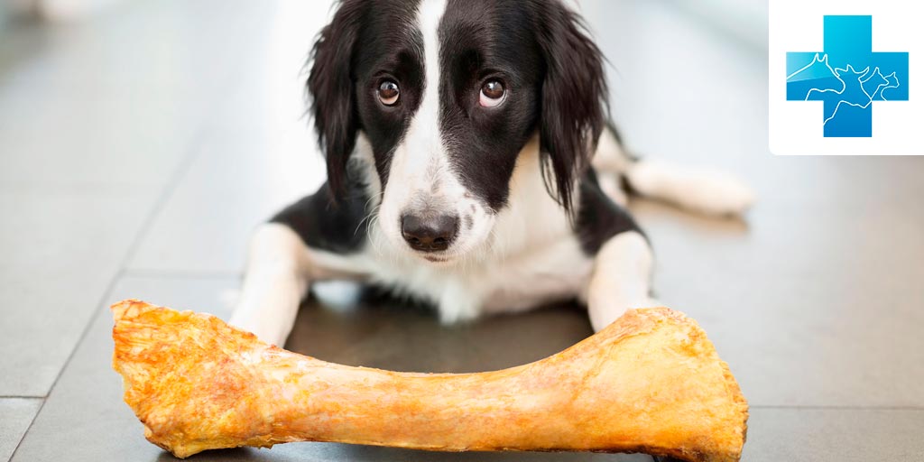 вареные кости польза и вред для собак