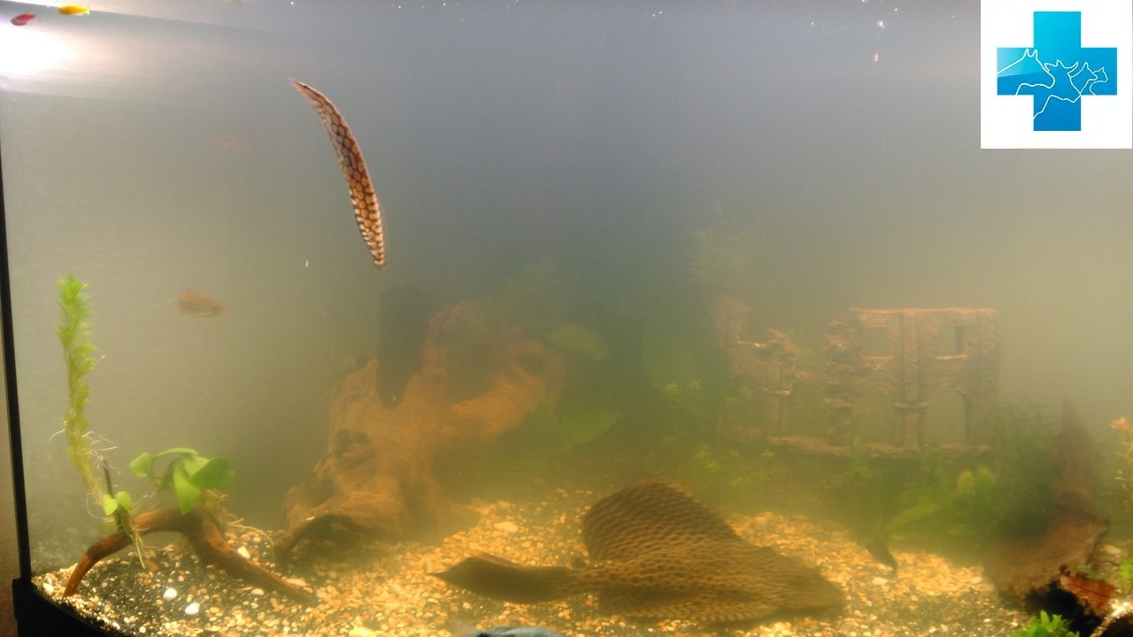 Мутная вода в аквариуме. Причины и как устранить помутнение - Рыбы обзор на  Gomeovet