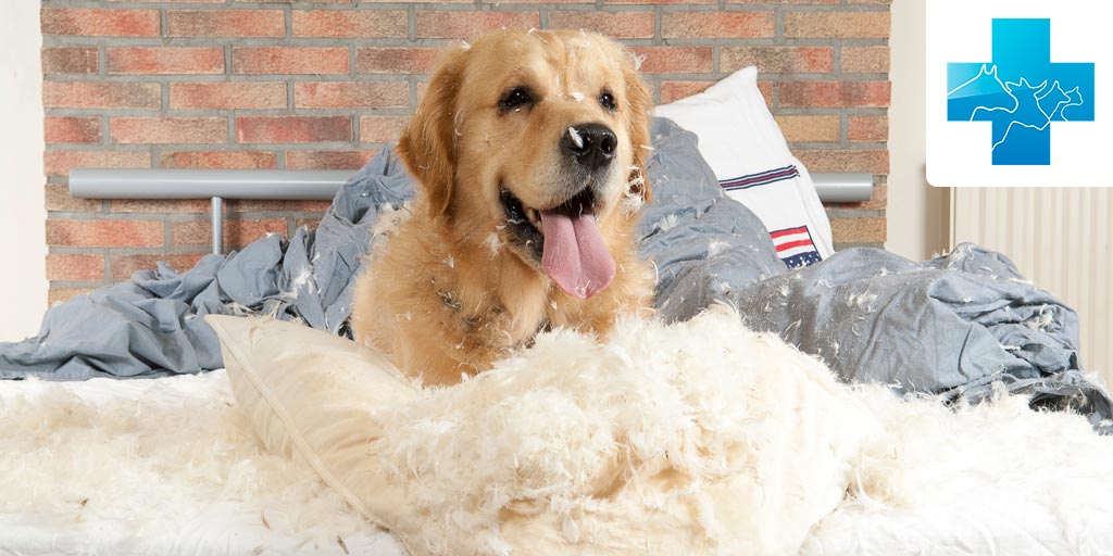 Как отучить собаку грызть мебель - Собаки обзор на Gomeovet