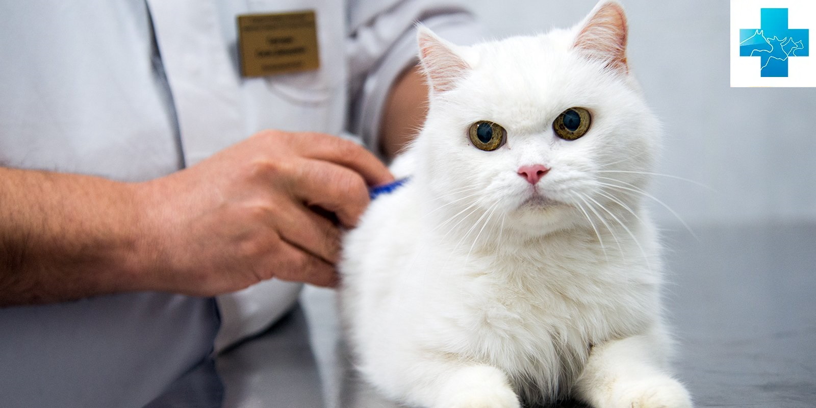 Подкожный клещ у кошек: диагностика и лечение - Кошки обзор на Gomeovet