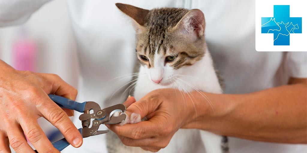 Как правильно подстричь когти кошке - Кошки обзор на Gomeovet