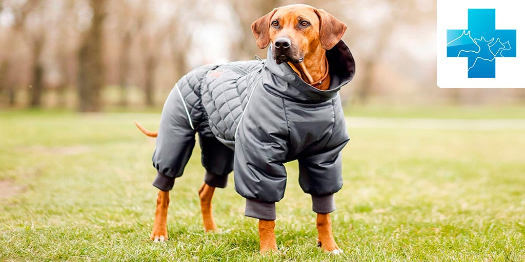 Как определить размер одежды для собаки - Собаки обзор на Gomeovet