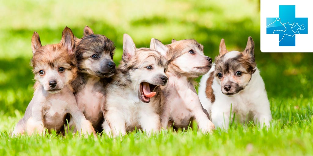 Защита собак от блох и клещей - Собаки обзор на Gomeovet